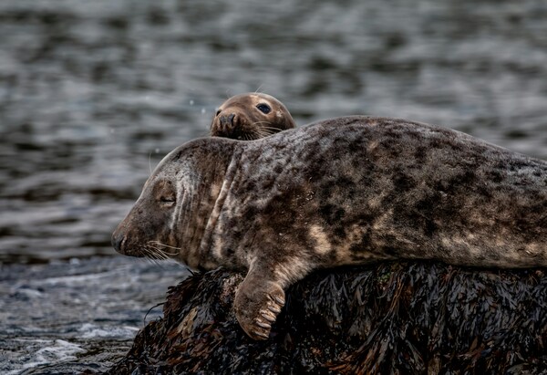 Grey Seals on seal island1