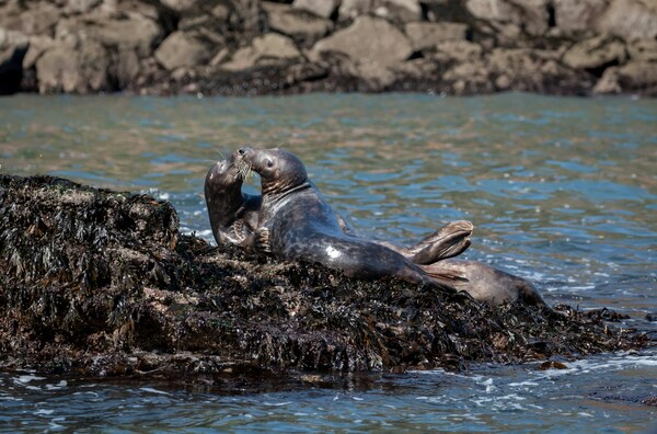 Grey Seals on seal island2