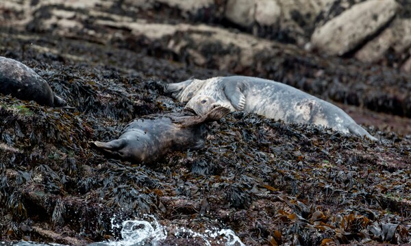Grey Seals on seal island3