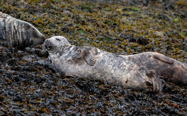 Grey Seals on seal island4